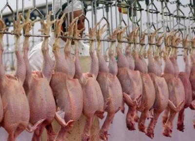 گوشت مرغ چگونه گران شد؟، شرایط فراوری گوشت مرغ در مرغداری ها