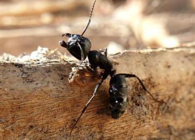 کشف زهر فلج کننده عصبی در مورچه