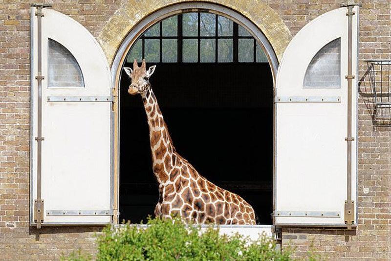 ببینید ، پیوستن زرافه های باغ وحش لندن به برنامه حمایت از کادر درمانی