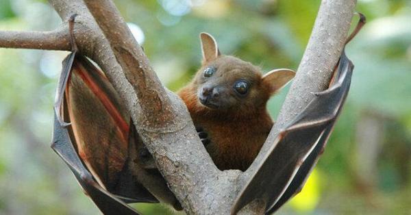 شیوع یک ویروس دیگر از خفاش ها برای اولین بار در اروپا