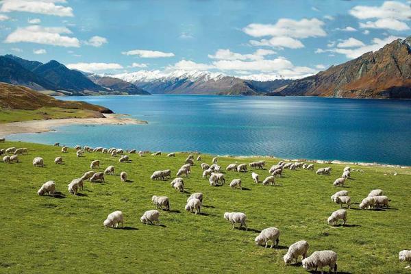 10 تجربه ای که تنها در نیوزیلند خواهید داشت