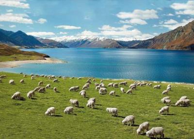 10 تجربه ای که تنها در نیوزیلند خواهید داشت