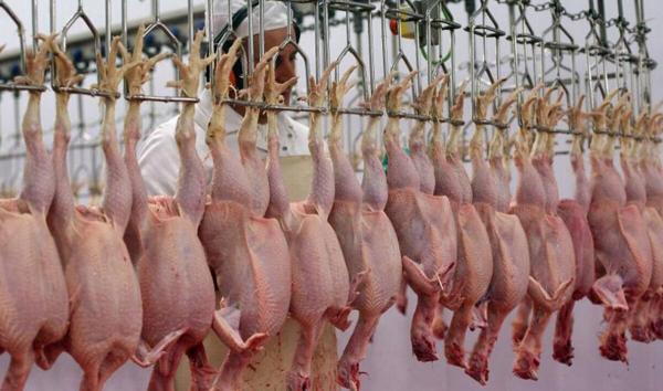 گوشت مرغ چگونه گران شد؟، شرایط فراوری گوشت مرغ در مرغداری ها