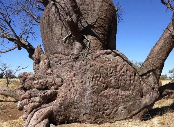 درختانی با نمادهای اسرارآمیز در صحرای استرالیا
