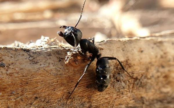 کشف زهر فلج کننده عصبی در مورچه
